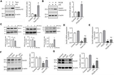 NF-κB-dependent repression of Sox18 transcription factor requires the epigenetic regulators histone deacetylases 1 and 2 in acute lung injury